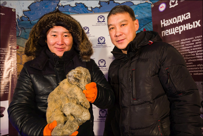 12,000 Year Old Frozen Cats Found In The Siberian Cold (14 pics)