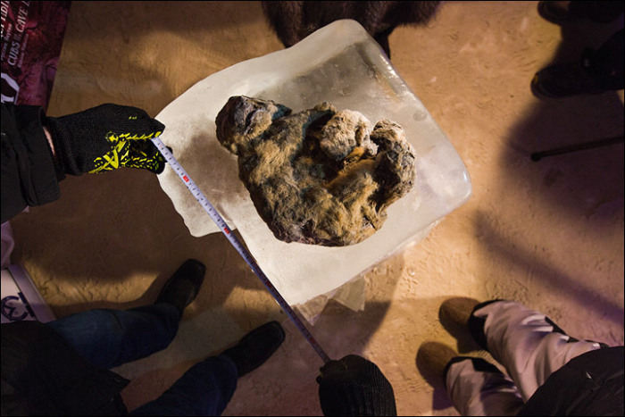 12,000 Year Old Frozen Cats Found In The Siberian Cold (14 pics)
