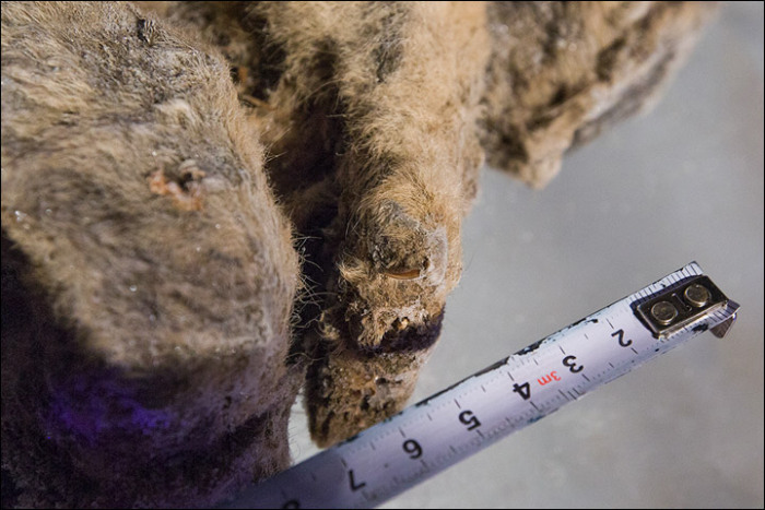 12,000 Year Old Frozen Cats Found In The Siberian Cold (14 pics)