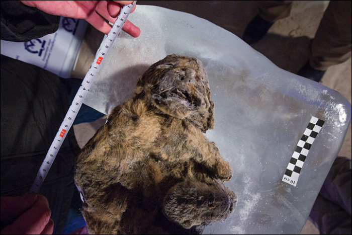 12,000 Year Old Frozen Cats Found In The Siberian Cold (14 pics)