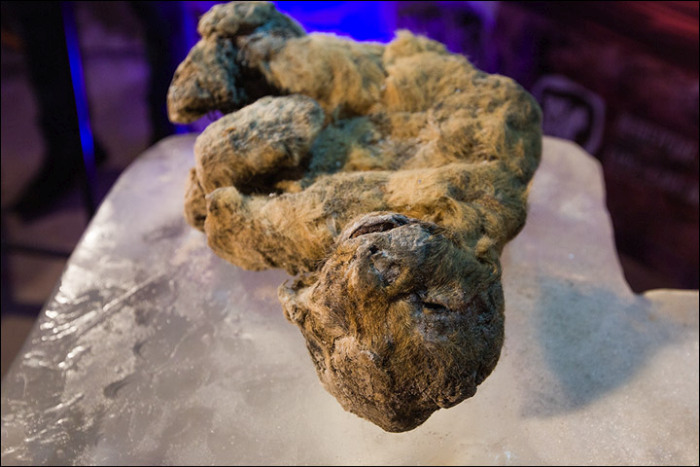 12,000 Year Old Frozen Cats Found In The Siberian Cold (14 pics)