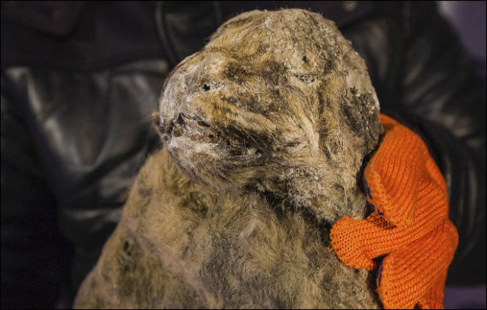 12,000 Year Old Frozen Cats Found In The Siberian Cold (14 pics)