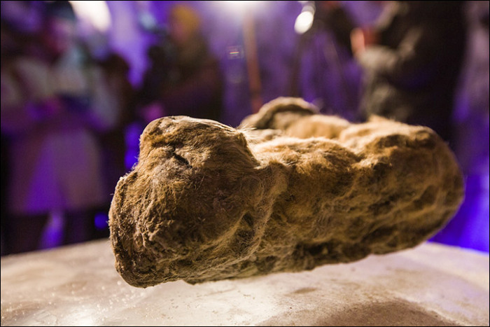 12,000 Year Old Frozen Cats Found In The Siberian Cold (14 pics)
