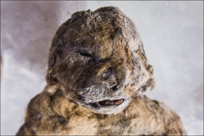 12,000 Year Old Frozen Cats Found In The Siberian Cold (14 pics)