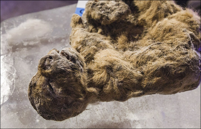 12,000 Year Old Frozen Cats Found In The Siberian Cold (14 pics)