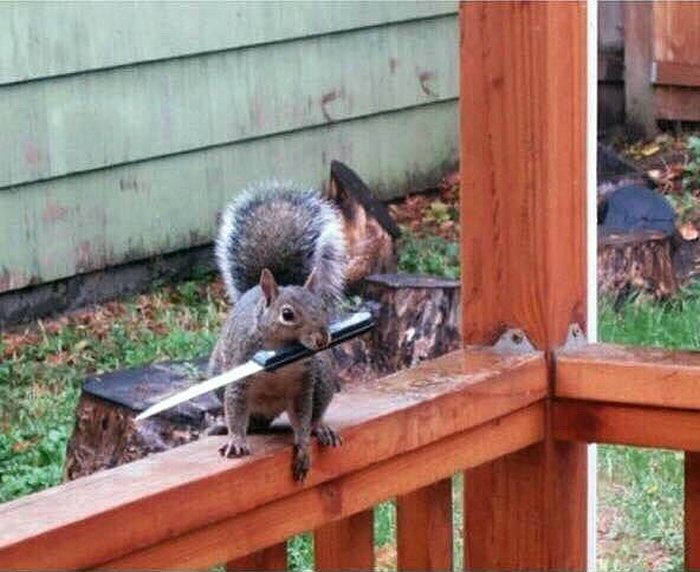 This Dangerous Squirrel Is Ready To Cut You (2 pics)