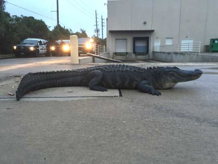 Alligator Hunter Meets Her Match When She Takes On This 800 Pound Reptile (4 pics)