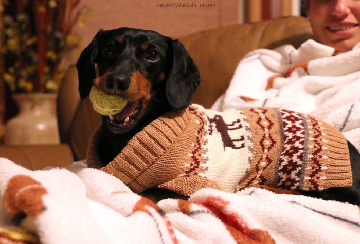 Crusoe Isn't Just A Dachshund, He's A Celebrity (20 pics)