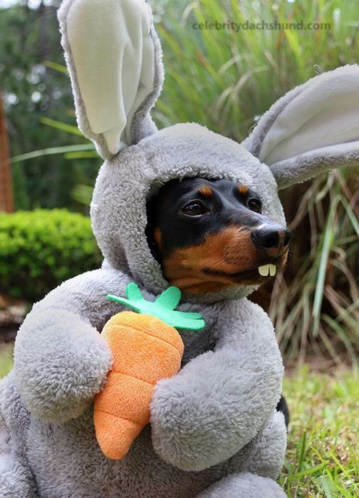 Crusoe Isn't Just A Dachshund, He's A Celebrity (20 pics)