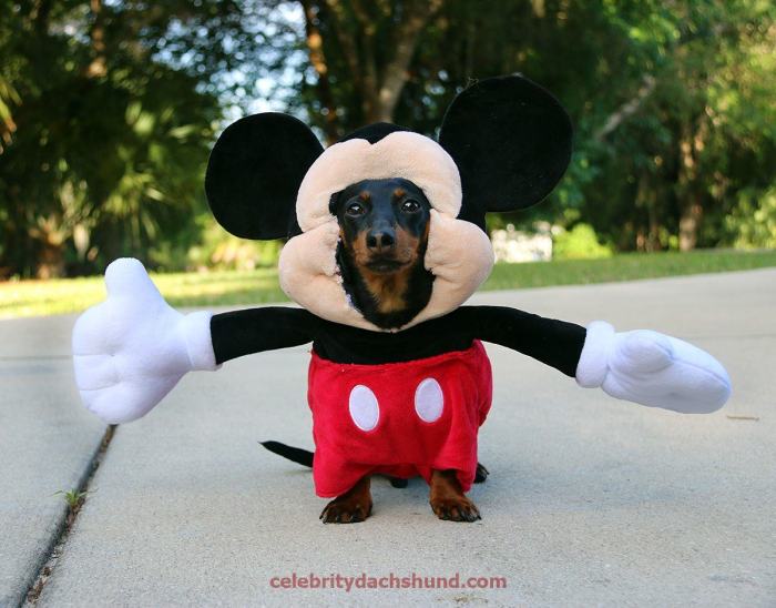 Crusoe Isn't Just A Dachshund, He's A Celebrity (20 pics)