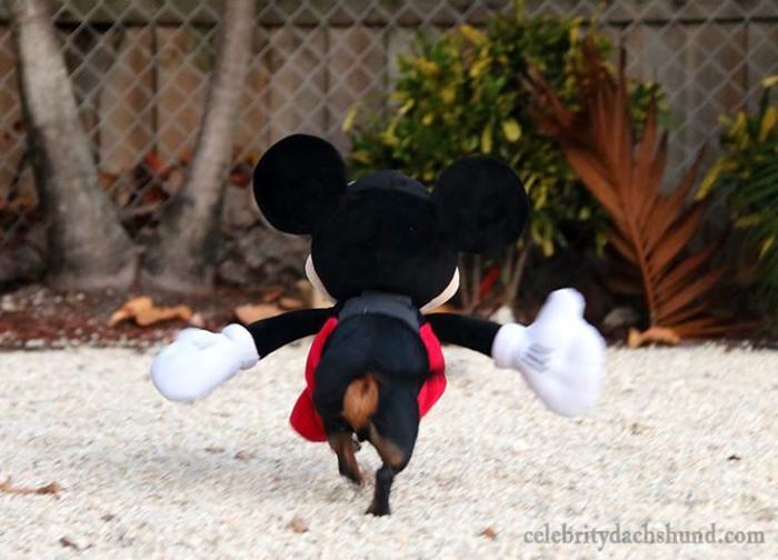 Crusoe Isn't Just A Dachshund, He's A Celebrity (20 pics)