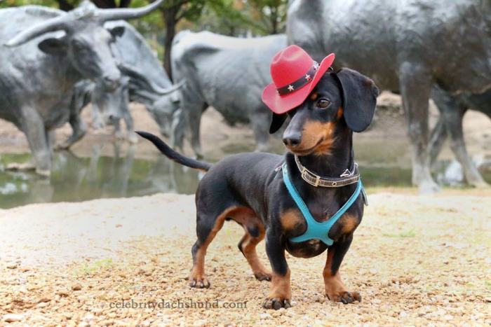 Crusoe Isn't Just A Dachshund, He's A Celebrity (20 pics)