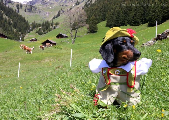 Crusoe Isn't Just A Dachshund, He's A Celebrity (20 pics)