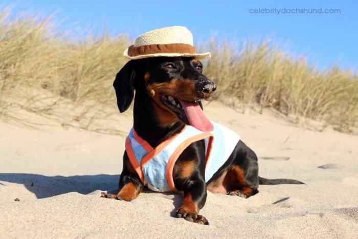 Crusoe Isn't Just A Dachshund, He's A Celebrity (20 pics)