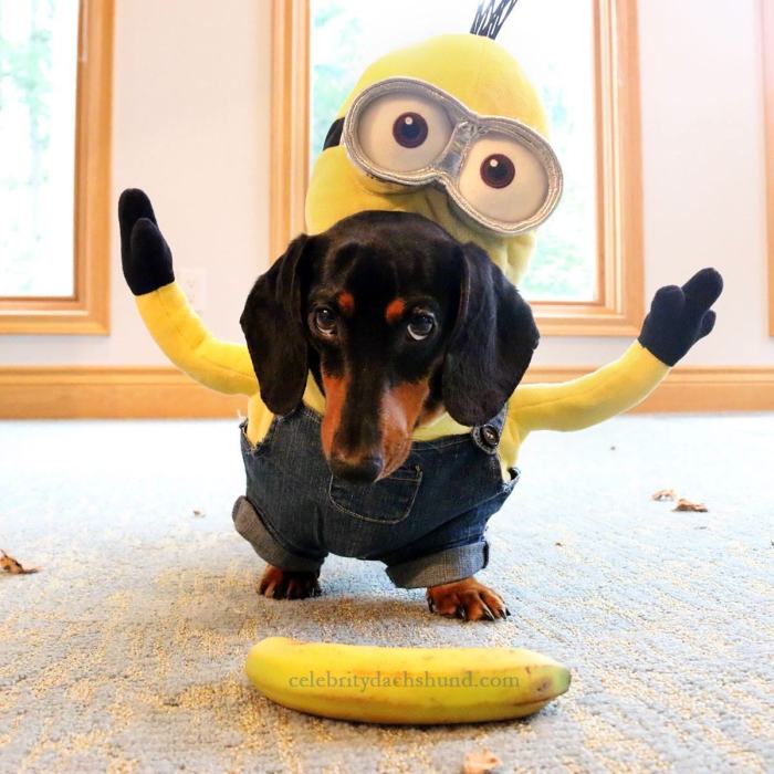 Crusoe Isn't Just A Dachshund, He's A Celebrity (20 pics)