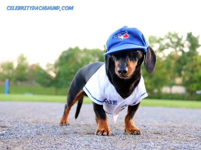 Crusoe Isn't Just A Dachshund, He's A Celebrity (20 pics)