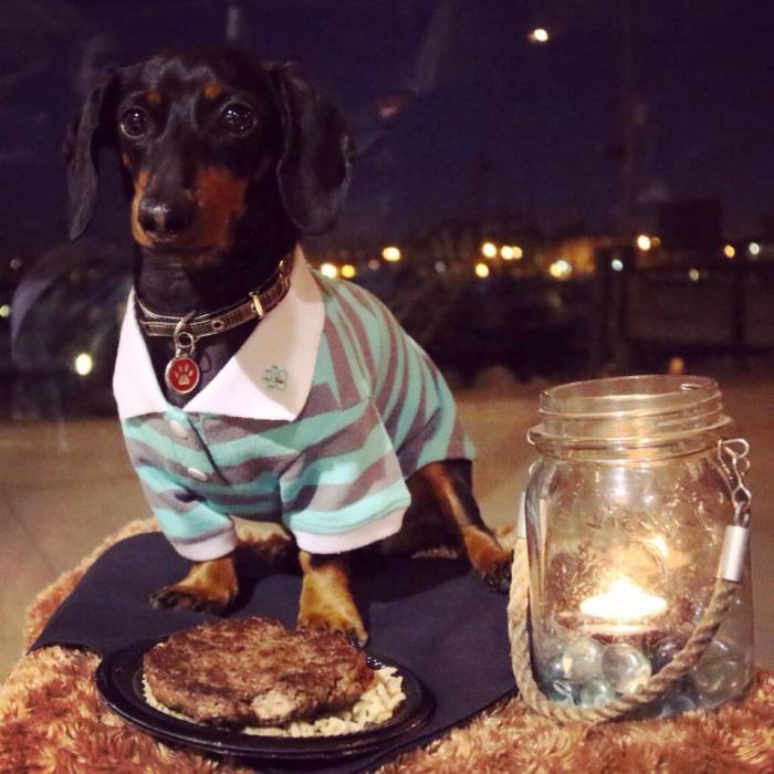 Crusoe Isn't Just A Dachshund, He's A Celebrity (20 pics)