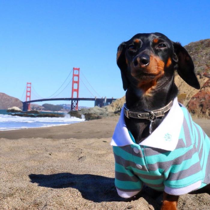 Crusoe Isn't Just A Dachshund, He's A Celebrity (20 pics)