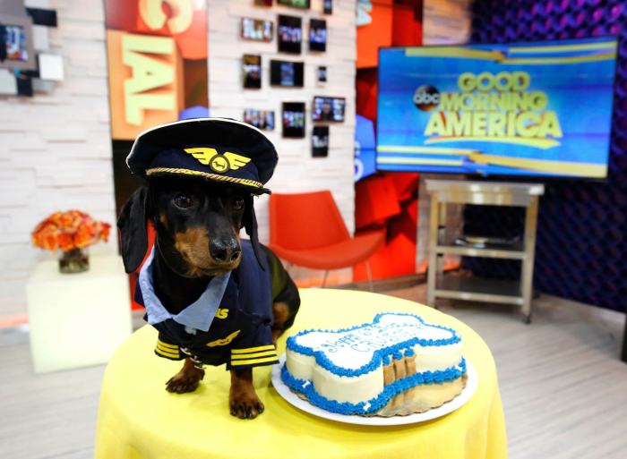 Crusoe Isn't Just A Dachshund, He's A Celebrity (20 pics)