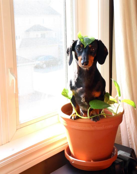 Crusoe Isn't Just A Dachshund, He's A Celebrity (20 pics)