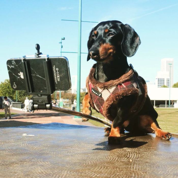 Crusoe Isn't Just A Dachshund, He's A Celebrity (20 pics)