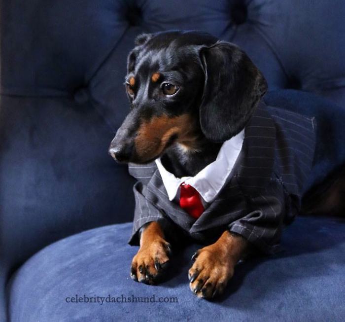 Crusoe Isn't Just A Dachshund, He's A Celebrity (20 pics)