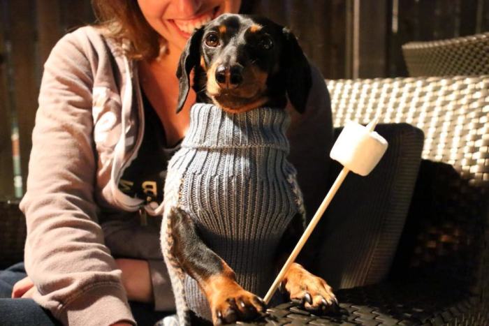 Crusoe Isn't Just A Dachshund, He's A Celebrity (20 pics)