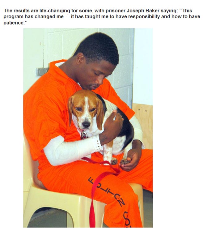 New Program Pairs Prisoners With Shelter Dogs (7 pics)