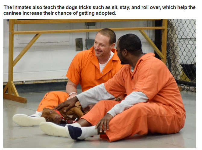 New Program Pairs Prisoners With Shelter Dogs (7 pics)