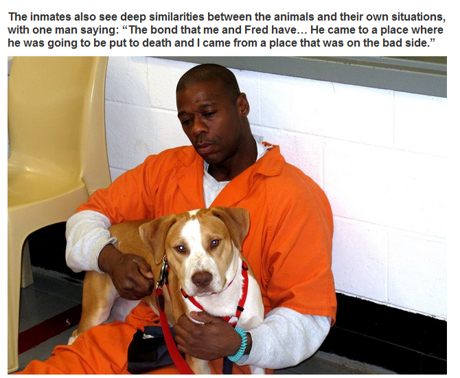 New Program Pairs Prisoners With Shelter Dogs (7 pics)