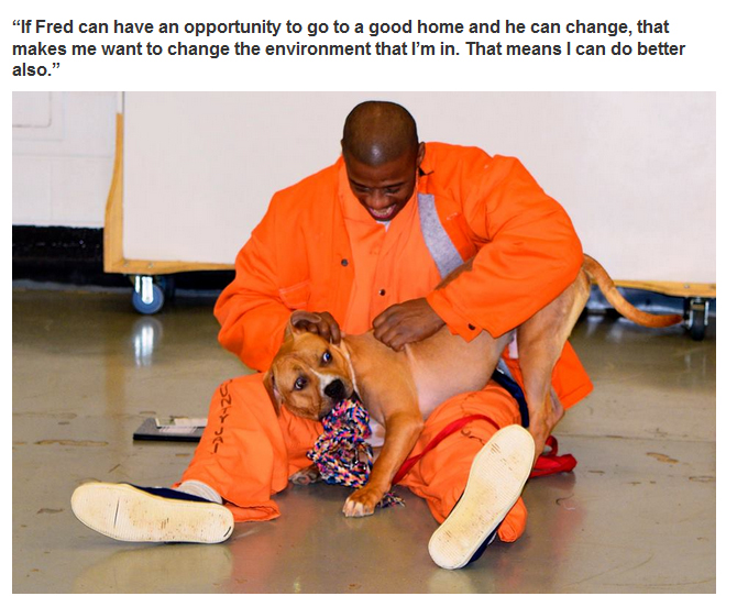 New Program Pairs Prisoners With Shelter Dogs (7 pics)