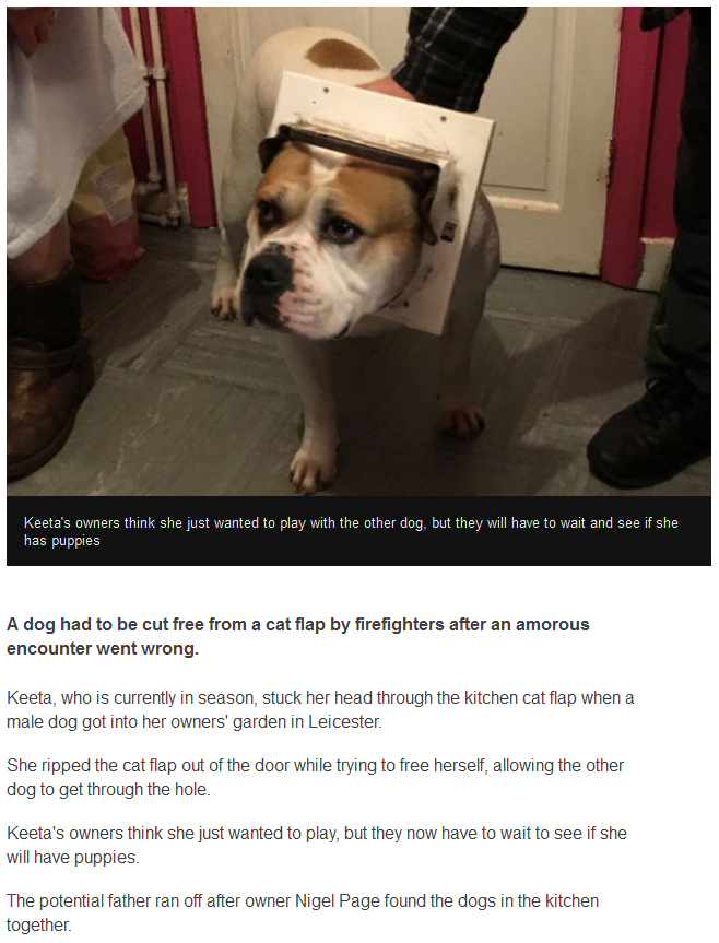 Dog Has To Have Cat Flap Removed After Getting Its Head Stuck (3 pics)