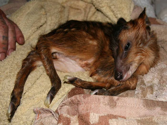 Rescued Baby Deer Is Expected To Make A Full Recovery (3 pics)