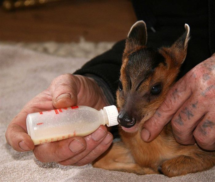 Rescued Baby Deer Is Expected To Make A Full Recovery (3 pics)