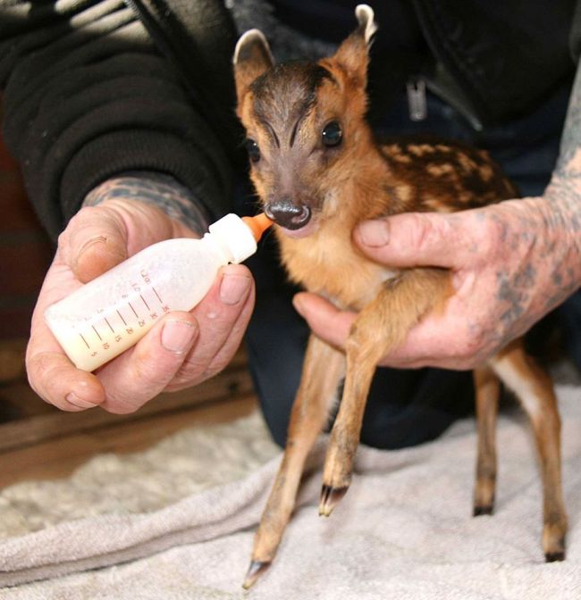 Rescued Baby Deer Is Expected To Make A Full Recovery (3 pics)