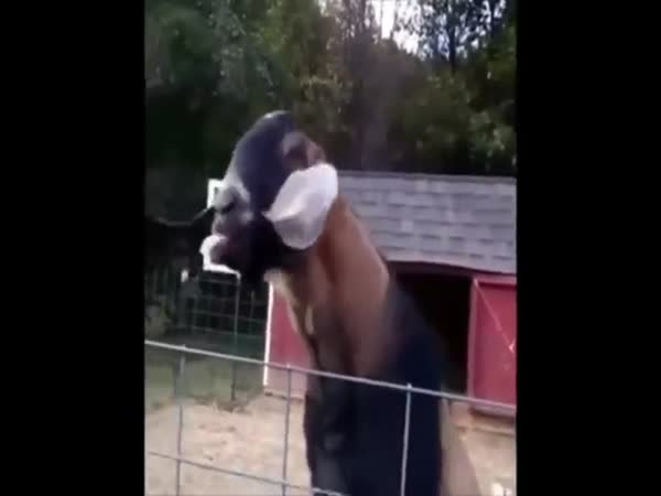 Goats That Sound Like Theyre Broken