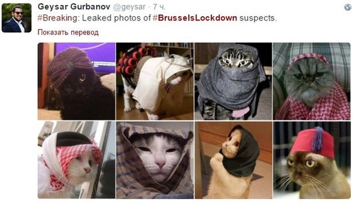 Brussels Is Using Pictures Of Cats To Confuse ISIS (12 pics)