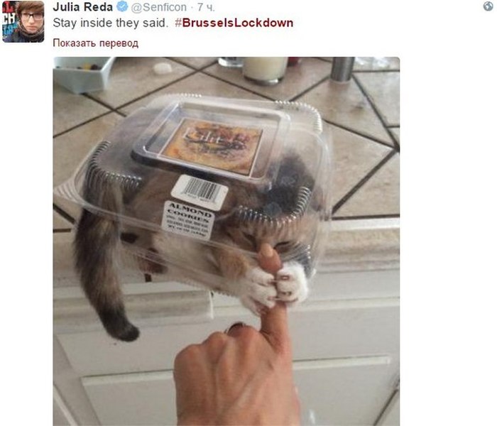 Brussels Is Using Pictures Of Cats To Confuse ISIS (12 pics)