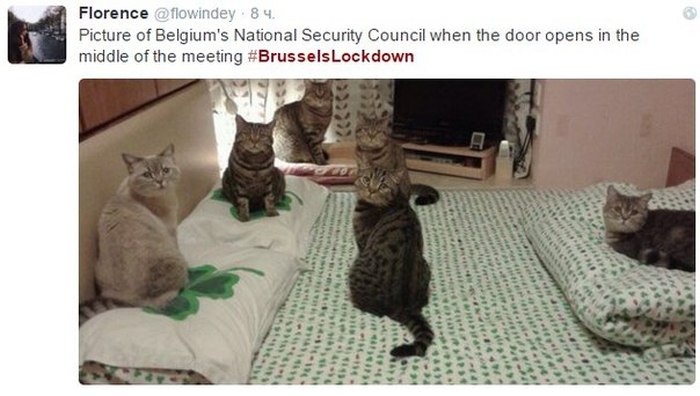 Brussels Is Using Pictures Of Cats To Confuse ISIS (12 pics)