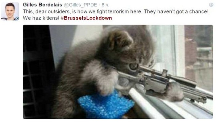Brussels Is Using Pictures Of Cats To Confuse ISIS (12 pics)