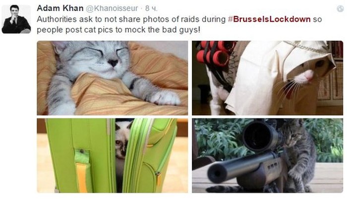 Brussels Is Using Pictures Of Cats To Confuse ISIS (12 pics)