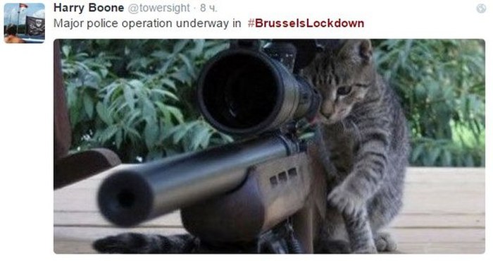 Brussels Is Using Pictures Of Cats To Confuse ISIS (12 pics)