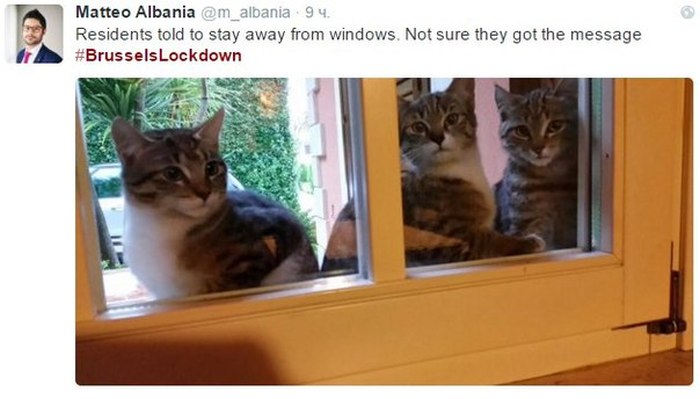 Brussels Is Using Pictures Of Cats To Confuse ISIS (12 pics)