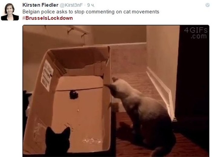 Brussels Is Using Pictures Of Cats To Confuse ISIS (12 pics)