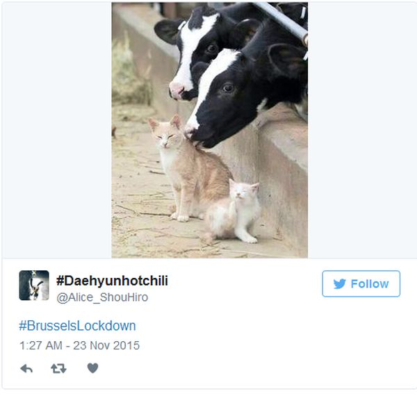 Brussels Is Using Pictures Of Cats To Confuse ISIS (12 pics)