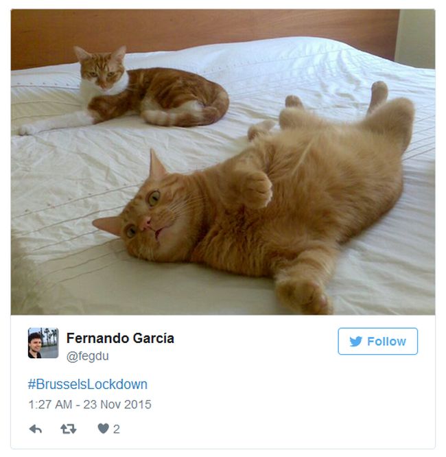 Brussels Is Using Pictures Of Cats To Confuse ISIS (12 pics)