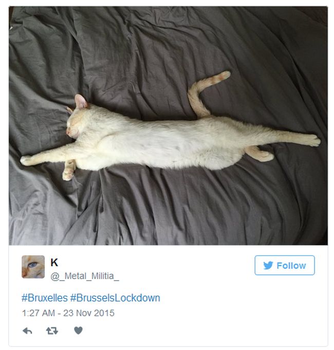 Brussels Is Using Pictures Of Cats To Confuse ISIS (12 pics)