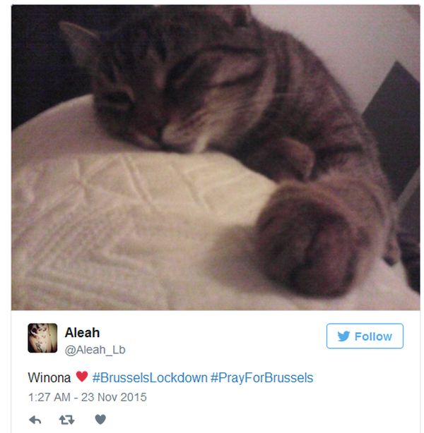 Brussels Is Using Pictures Of Cats To Confuse ISIS (12 pics)