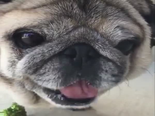 Pug Freaks Out After Eating Broccoli