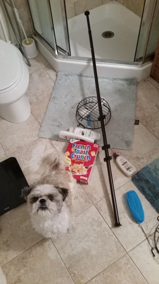 Say Hello To The 32 Most Awkward Dogs Of 2015 (32 pics)